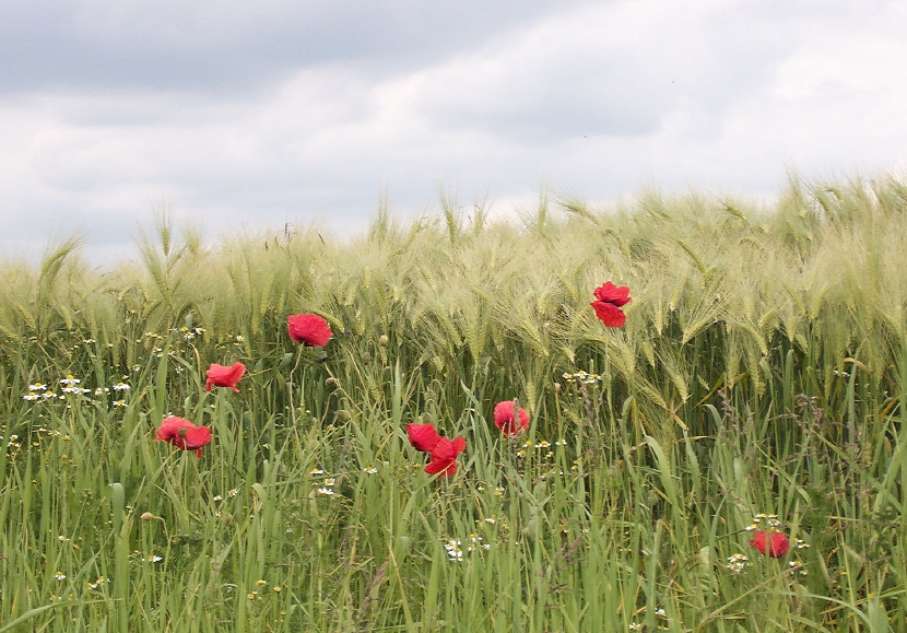 Mohn